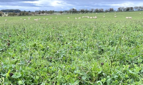 Field of herbal ley with sheep in distance.